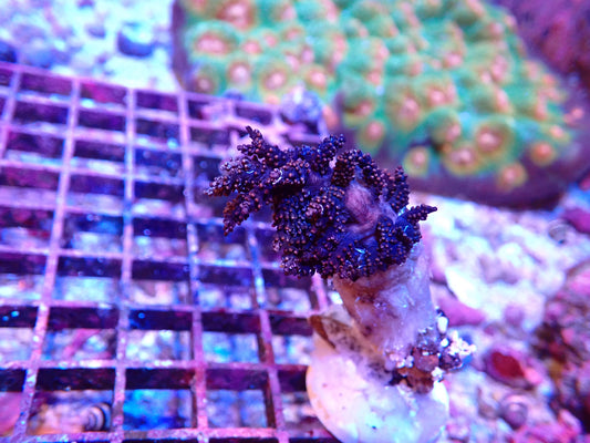 Christmas Tree Coral - Studeriotes sp.