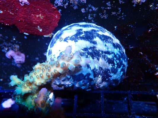 Zebra Stripe Turbo Snail