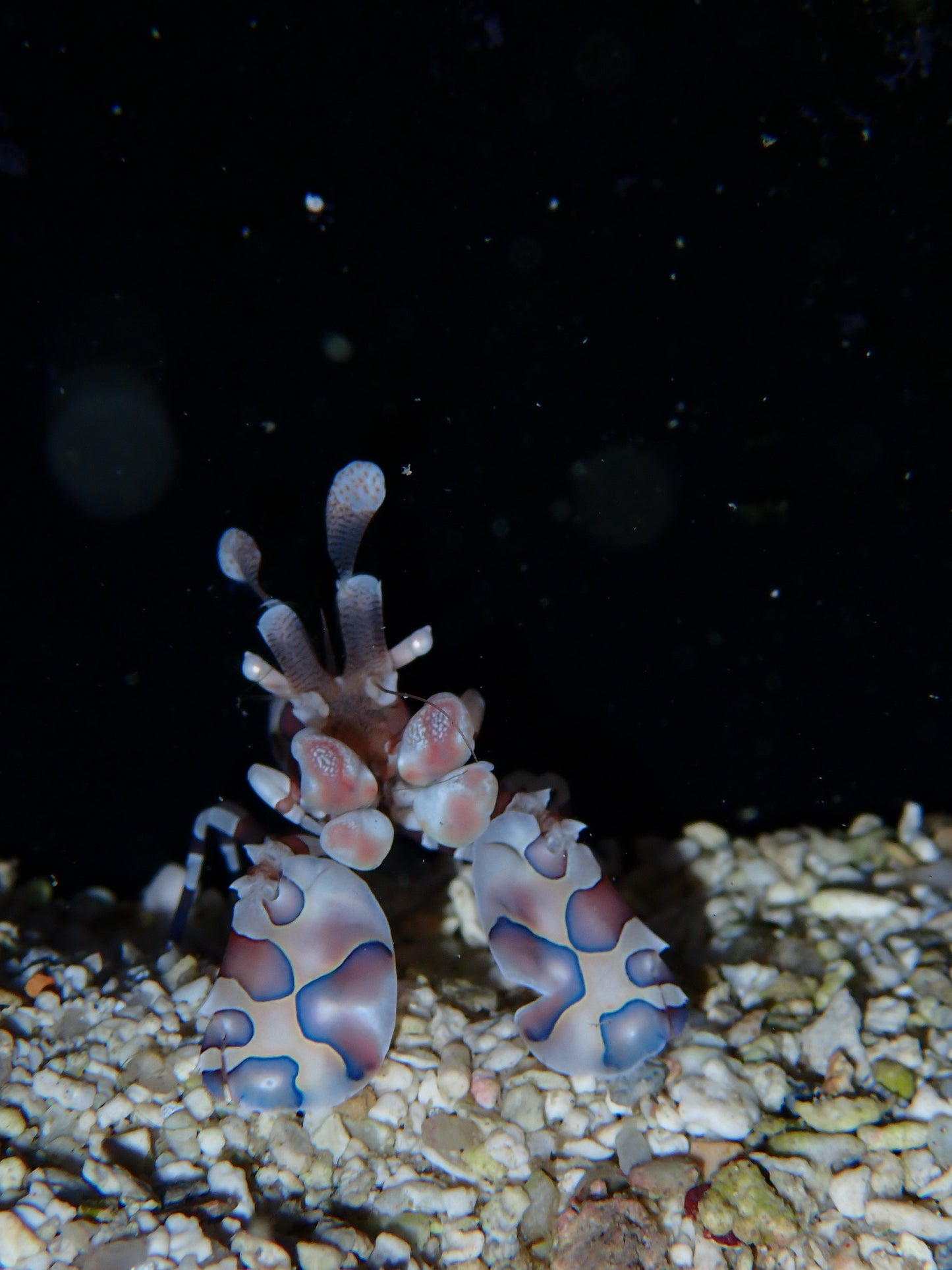 Shrimp Harlequin Clown