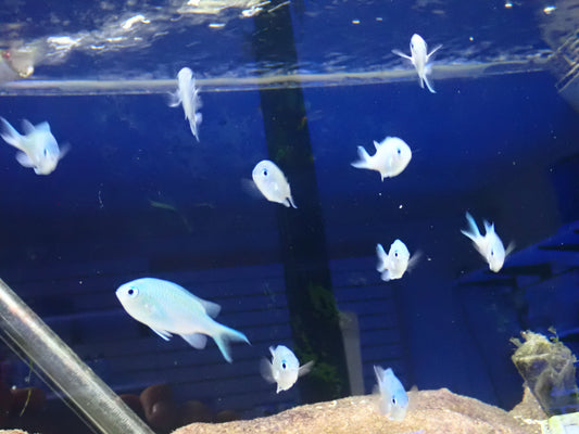 Chromis Viridis - Blue Green Chromis