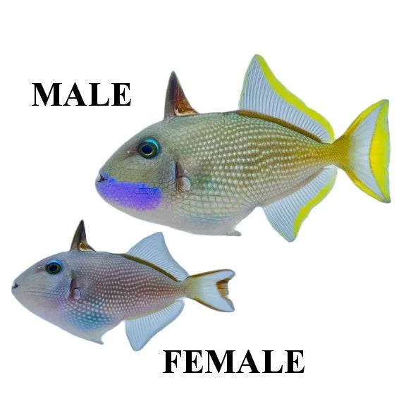 Trigger Bluejaw - Male