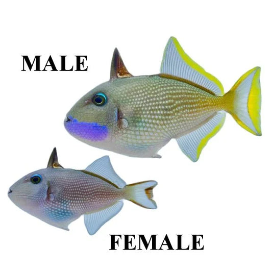 Trigger Bluejaw Sm - Female