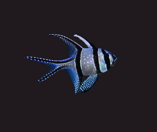 Banggai Cardinal 1" (Tank Raised) (Pterapogon kauderni) 48001