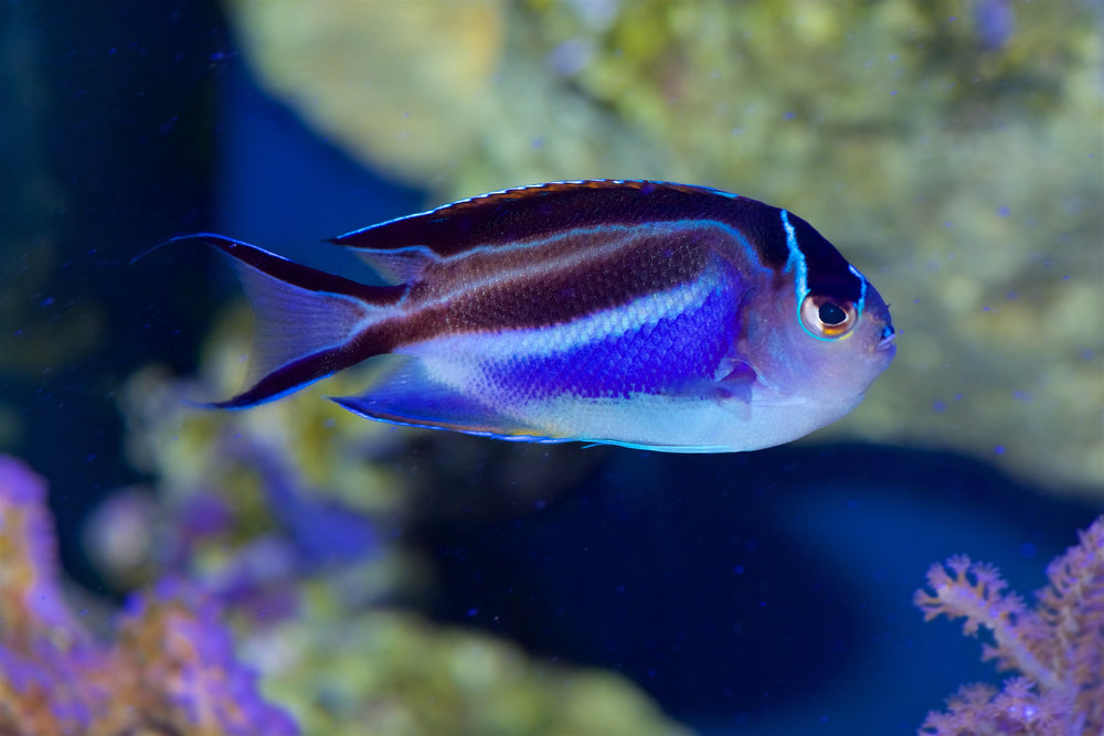 Bellus Angelfish (SKU 2501)