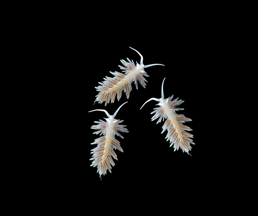 Berghia nudibranch - Berghia sp.