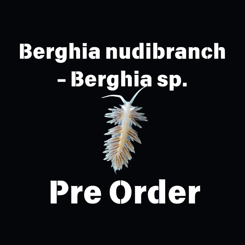 Berghia nudibranch - Berghia sp. Aiptasia Eaters