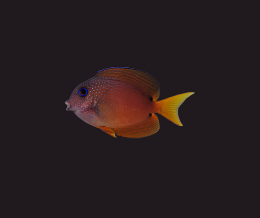 Blue Eye Tang