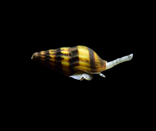Bumble Bee Snail Pusiostoma mendicaria