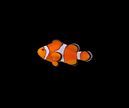 Ocellaris Clown; Captive Bred. - Amphiprion ocellaris
