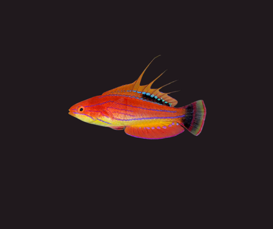 Carpenter Flasher Wrasse