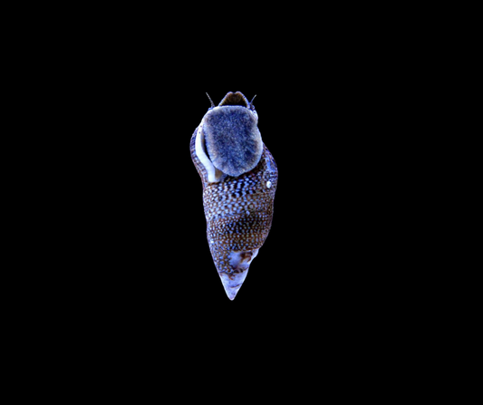 Cerith Snail 69147