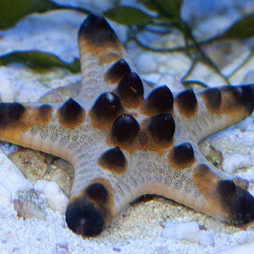 Chocolate Chip Starfish