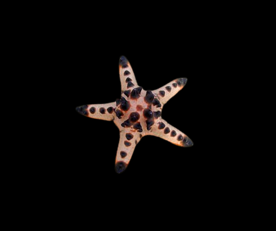 Choc Chip Starfish Protoreaster nodosus 69149