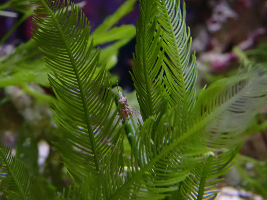 Assorted Macroalgae