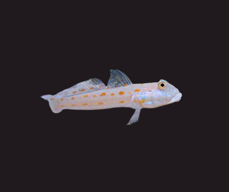 Diamond Goby Valenciennea puellaris SM