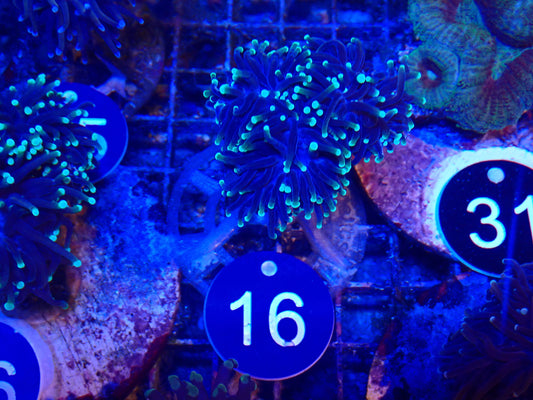 Antivenom torch #16, #26