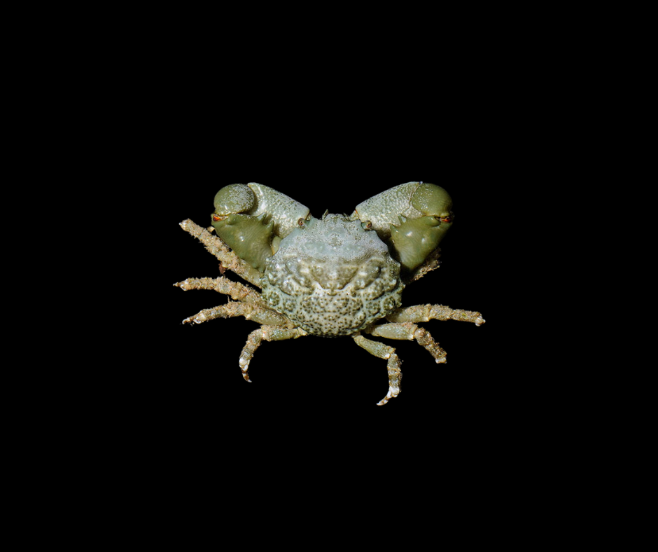 Emerald Crab (Mithraculus sculptus) 48006