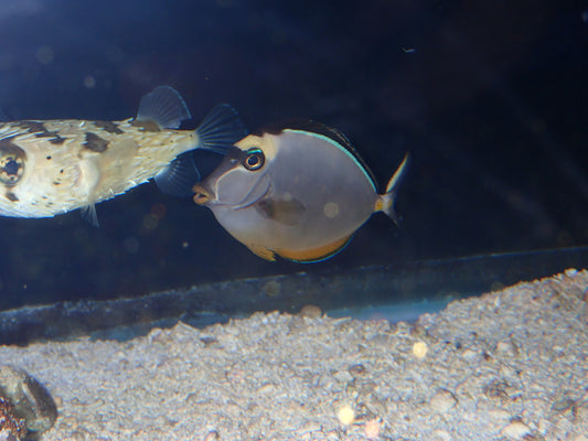 Naso Tang Naso Lituratus