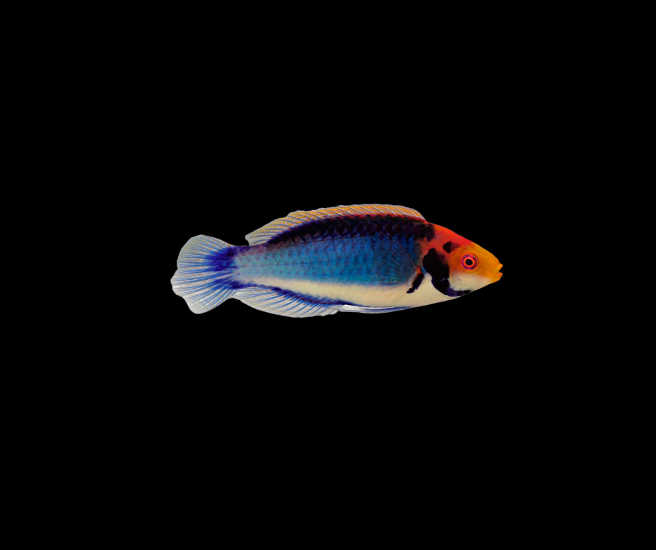 Fairy Solar Wrasse