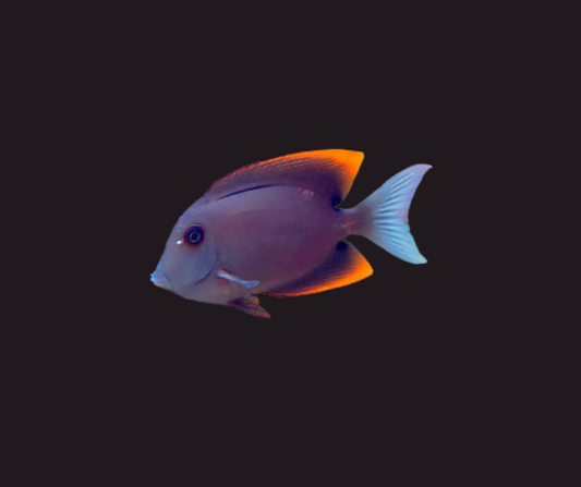 Flame Fin (Tomini) Tang