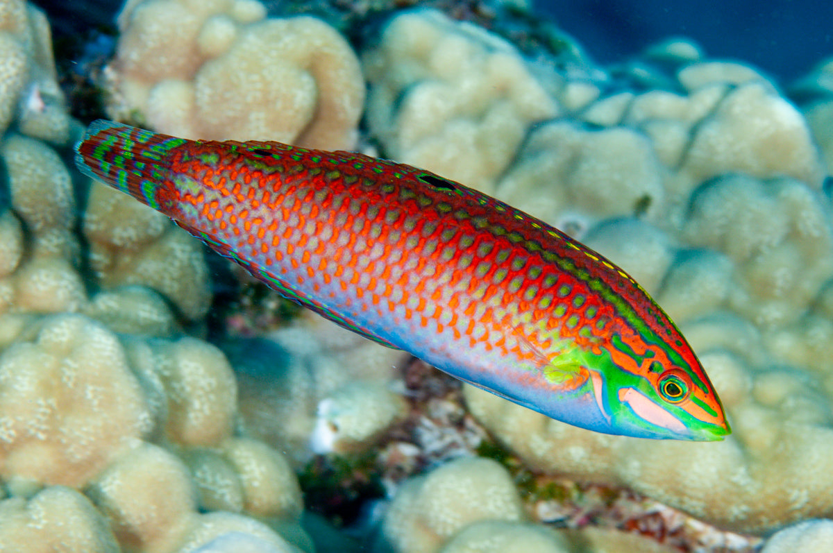 Christmas: Red Hawaii (Wrasse)