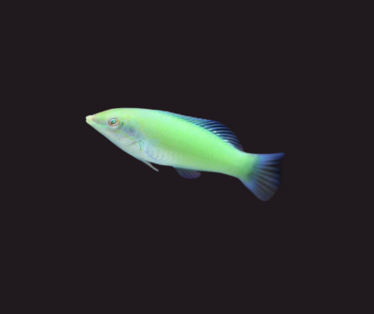 Green Coris Wrasse - Halichoeres chloroptereus