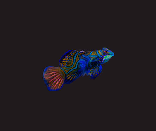 Dragonet Mandarin Blue  S. Splendidus