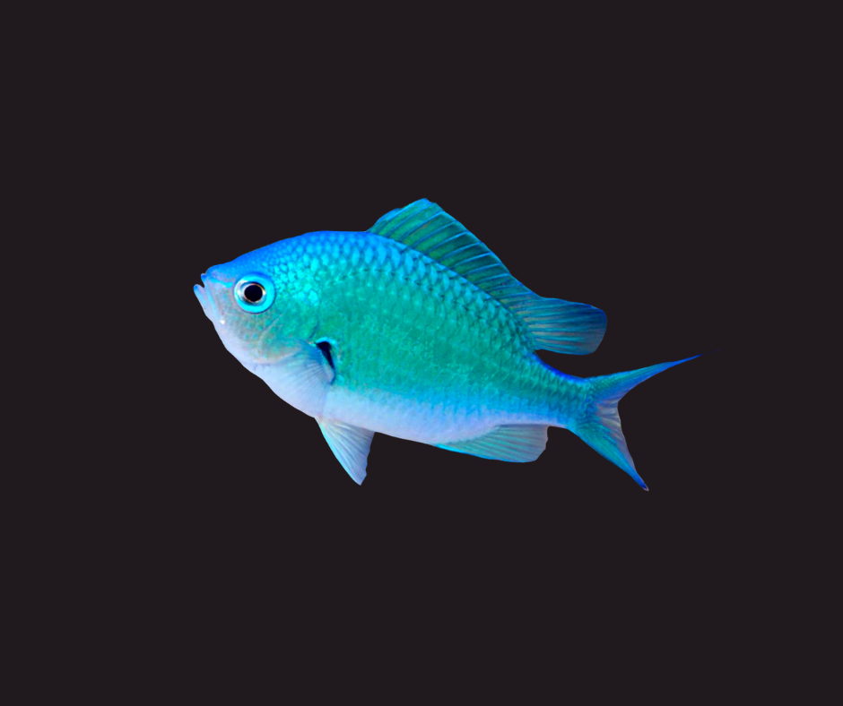 Chromis: Green Md African