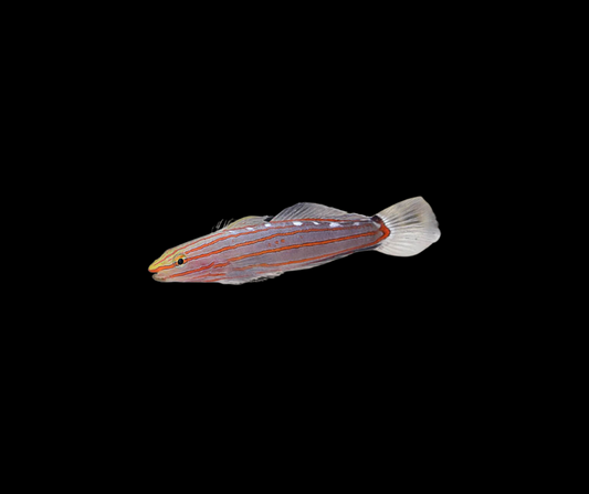 Biota Jester Goby (SKU 8502)