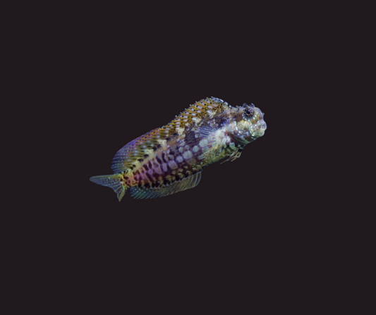 Lawnmower Blenny