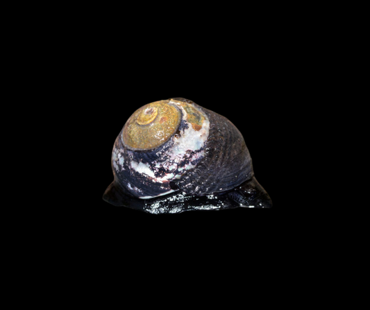 Margarita Snail M. pupillus (777660)