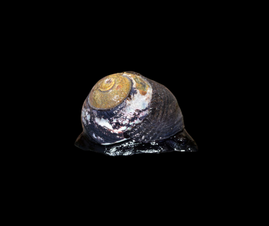 Margarita Snail (SKU 2911)