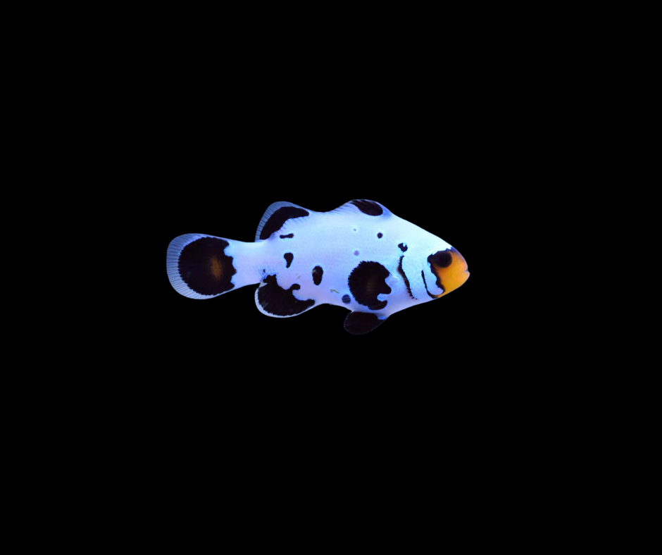 Mocha Frostbite Clownfish (SKU 5998)