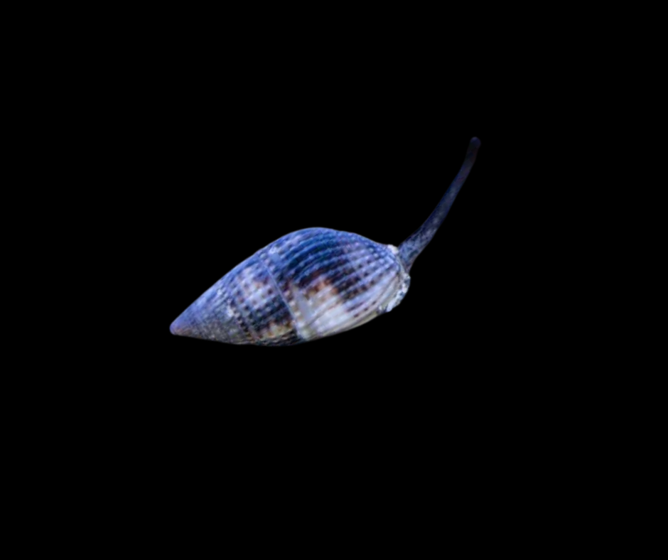 Nassarius Snail Xlg 69158