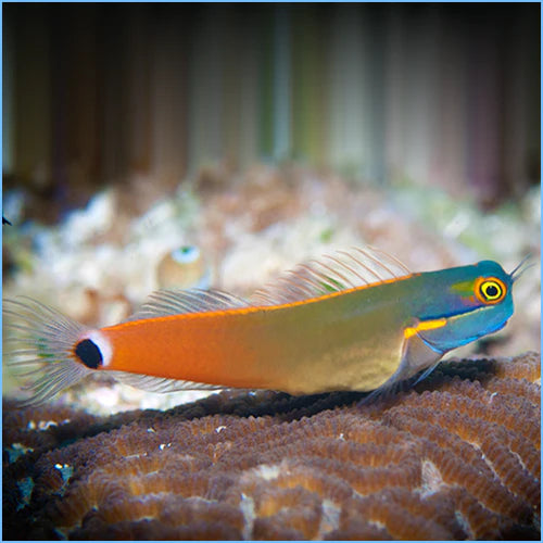 Tailspot Blenny - Ecsenius stigmatura