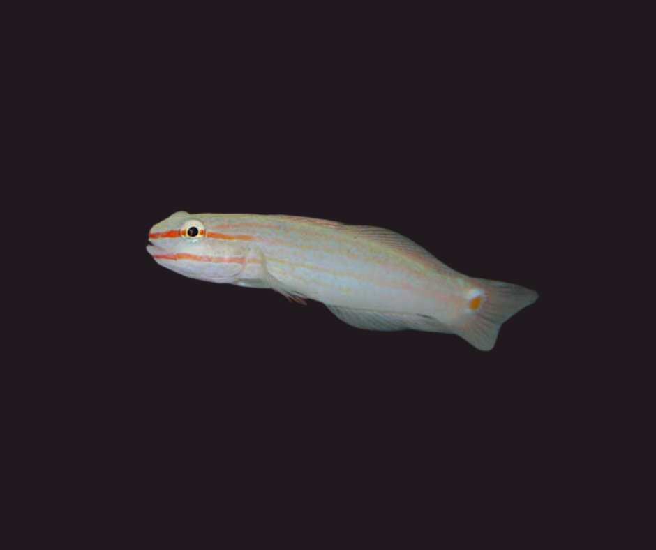 Orange Marked (Sleeper) Goby - Amblygobius decussatus