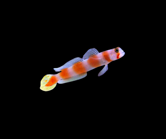 Orange Banded Prawn Goby