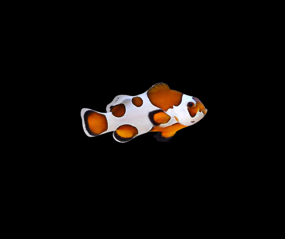 Orange Storm Clownfish (SKU 5994)