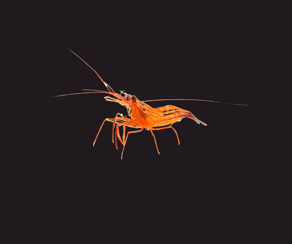 Peppermint Shrimp;  Lysmata wurdemanni