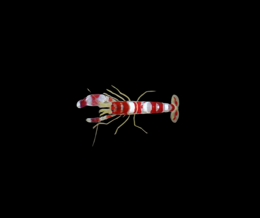 Pistol Shrimp; Candy Stripe - Alpheus sp