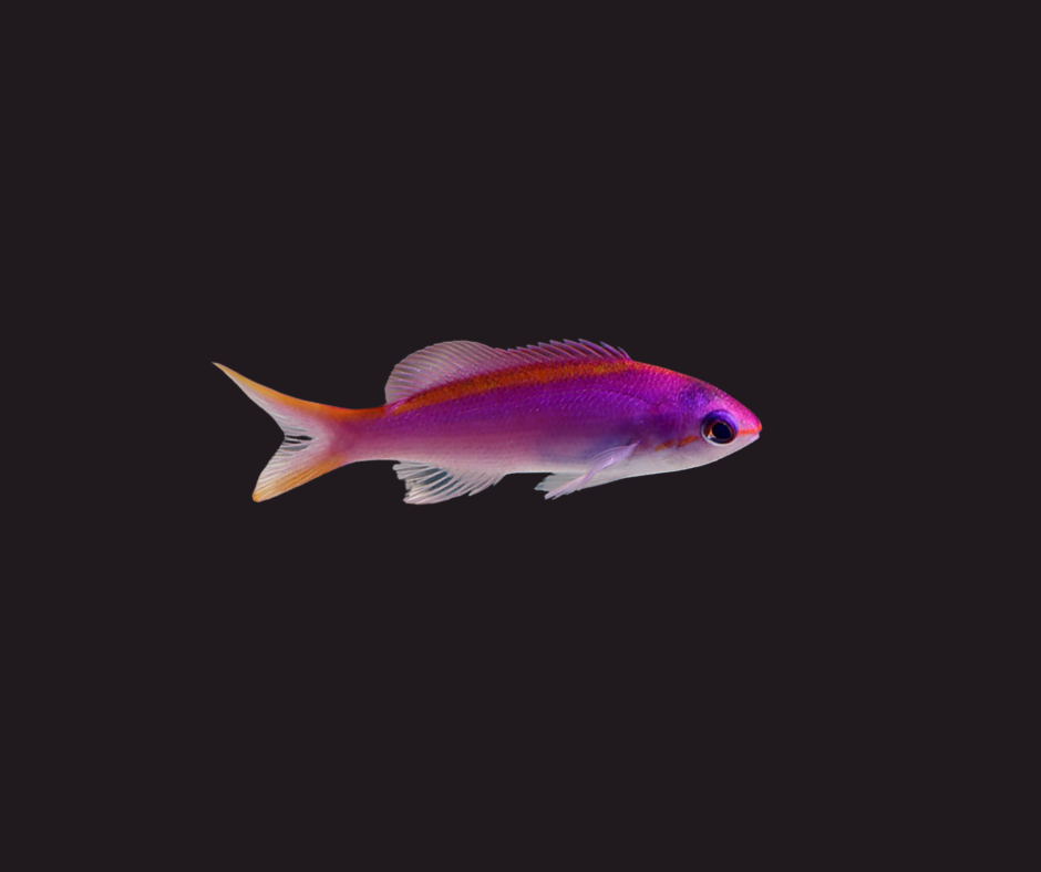 Anthias: Purple Queen