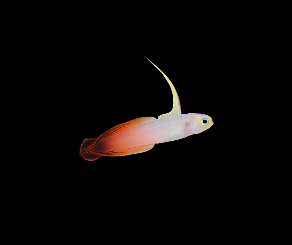 Firefish Goby - Nemateleotris magnifica