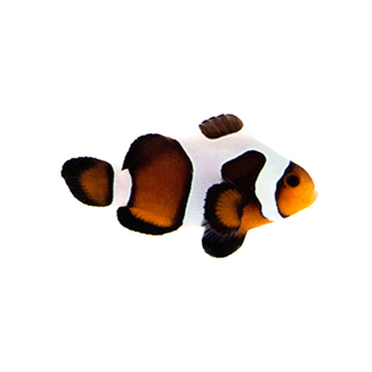 MochaVinci Clown (SKU 5992)