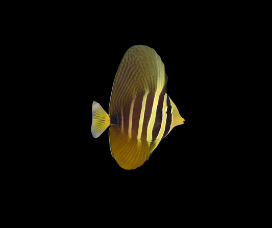 Sailfin Tang - Zebrasoma veliferum