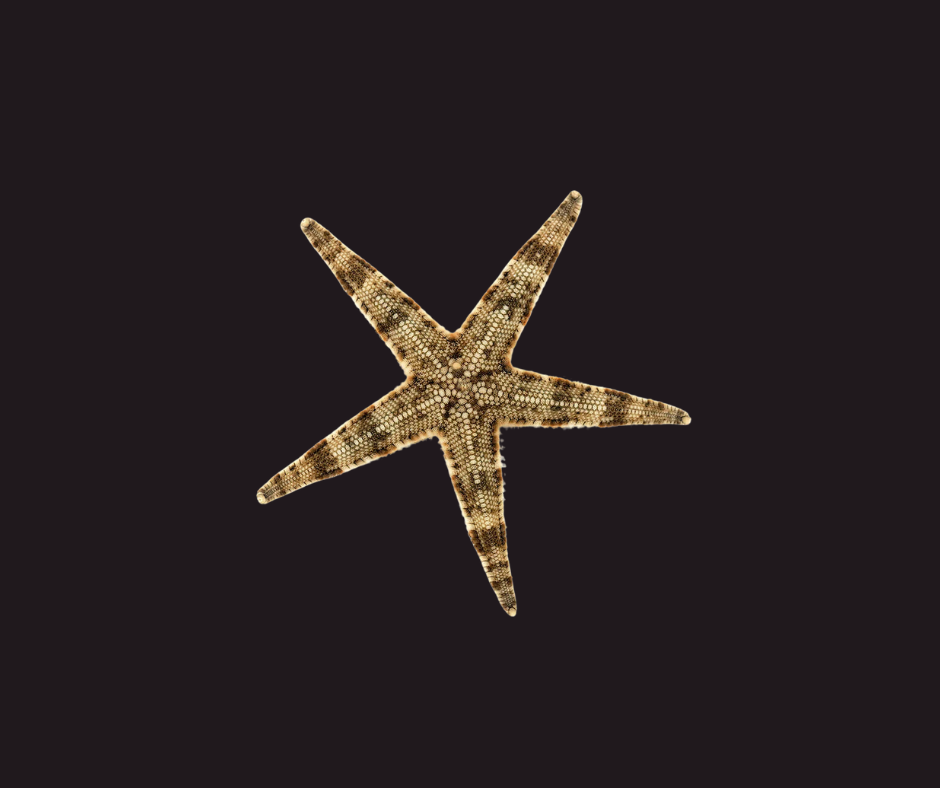 Sand Sifting Starfish (SKU 3778)