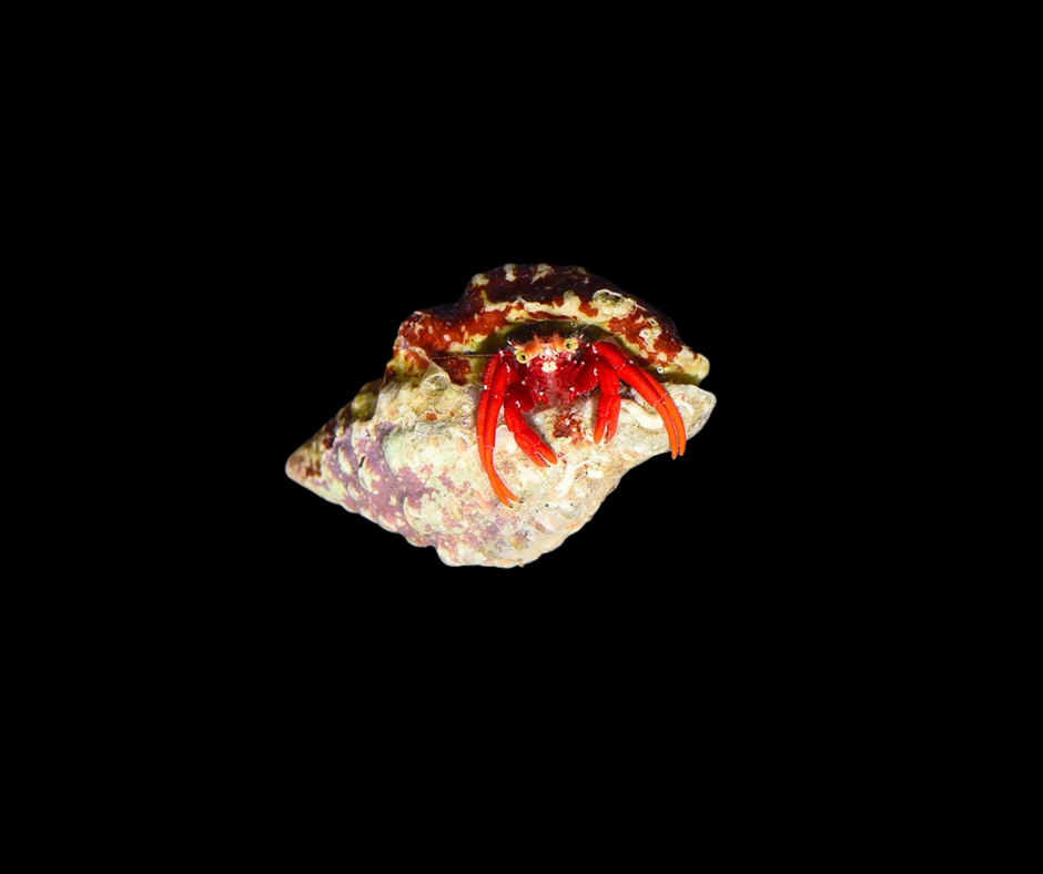 Scarlet Hermit Crab (Paguristes cadenati) 9713