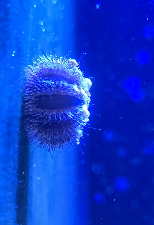 Royal Urchin