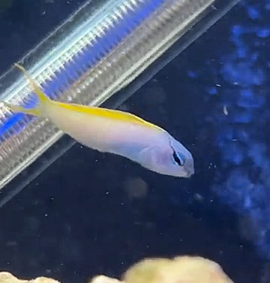 Forktail Blenny