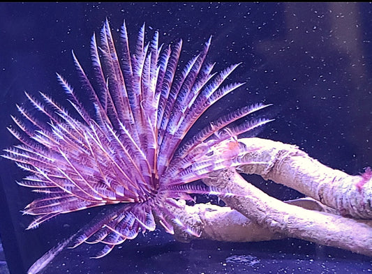 Feather Duster Sabellastarte Indica