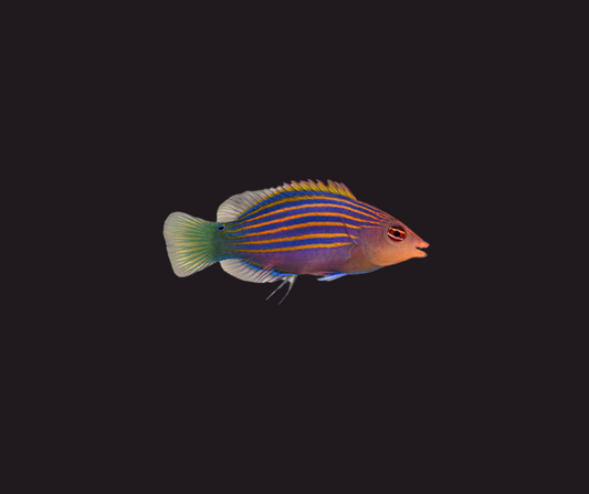 Six Line Wrasse